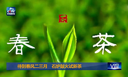 春风二三月，桐城新茶探出头