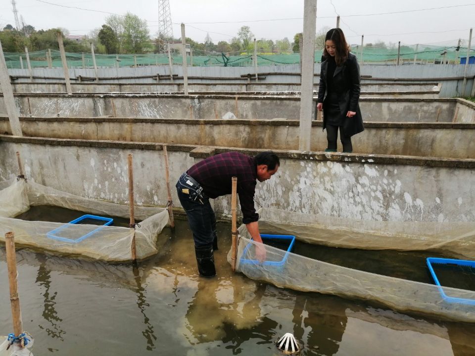 水产部门 公司 成功打造桐城市原生态青蛙养殖暨种苗输出基地