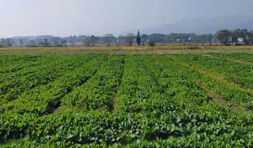 图为范岗镇油菜种植长势喜人_副本.jpg