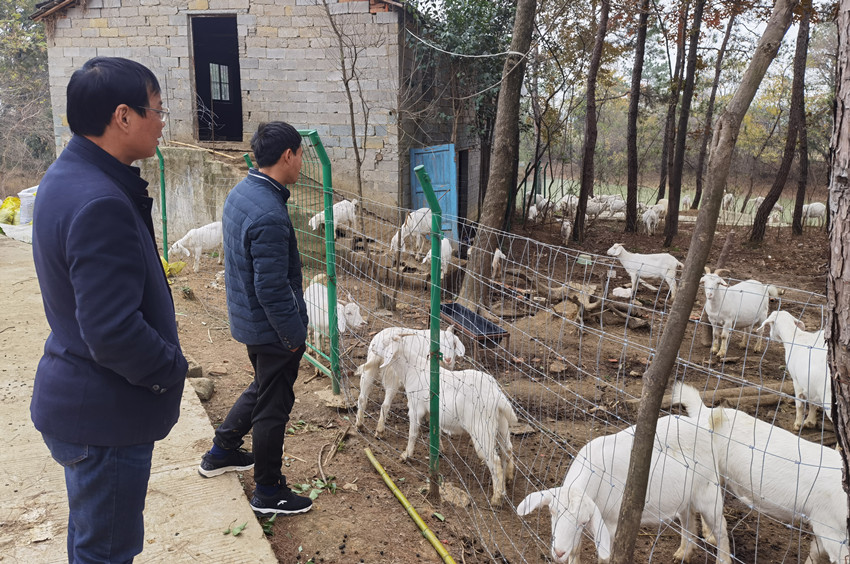 图为刘谦家的羊子养殖基地.jpg