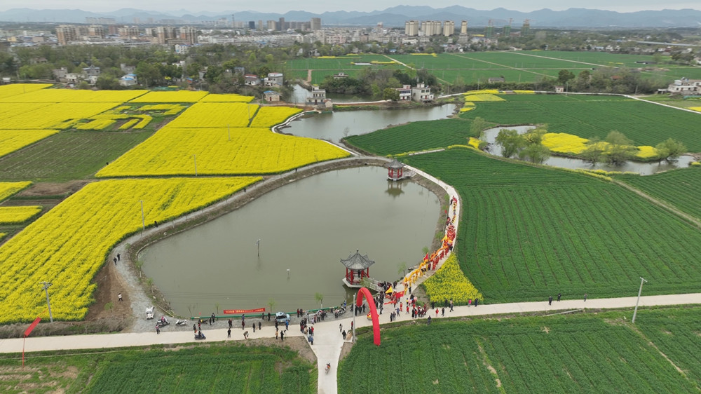 油菜花.jpg