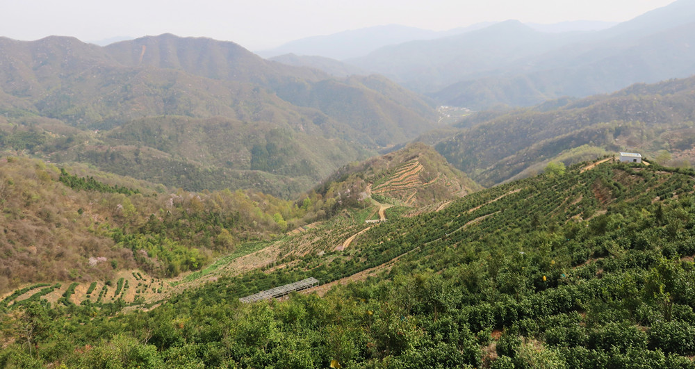 安徽晶帝生态农业有限公司茶园基地.jpg