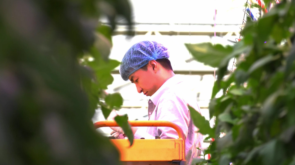 植保园艺工程师查看植株.jpg
