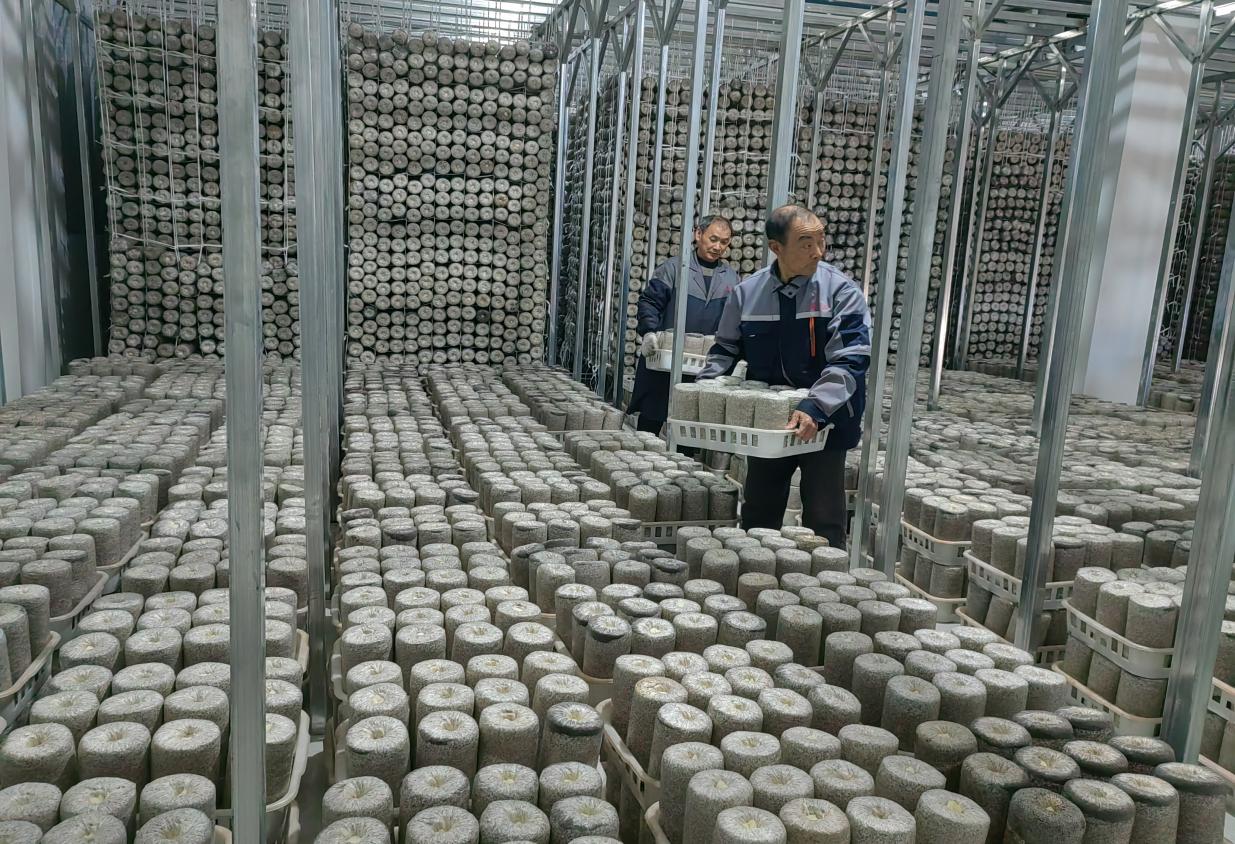 种植基地。桐城市委宣传部供图
