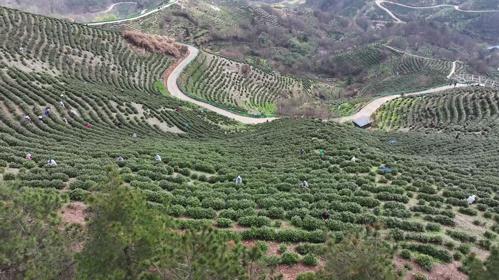 安徽桐城：春暖茶飘香 茶农采茶忙（桐城台[00_02_06][20240326-152356].jpg