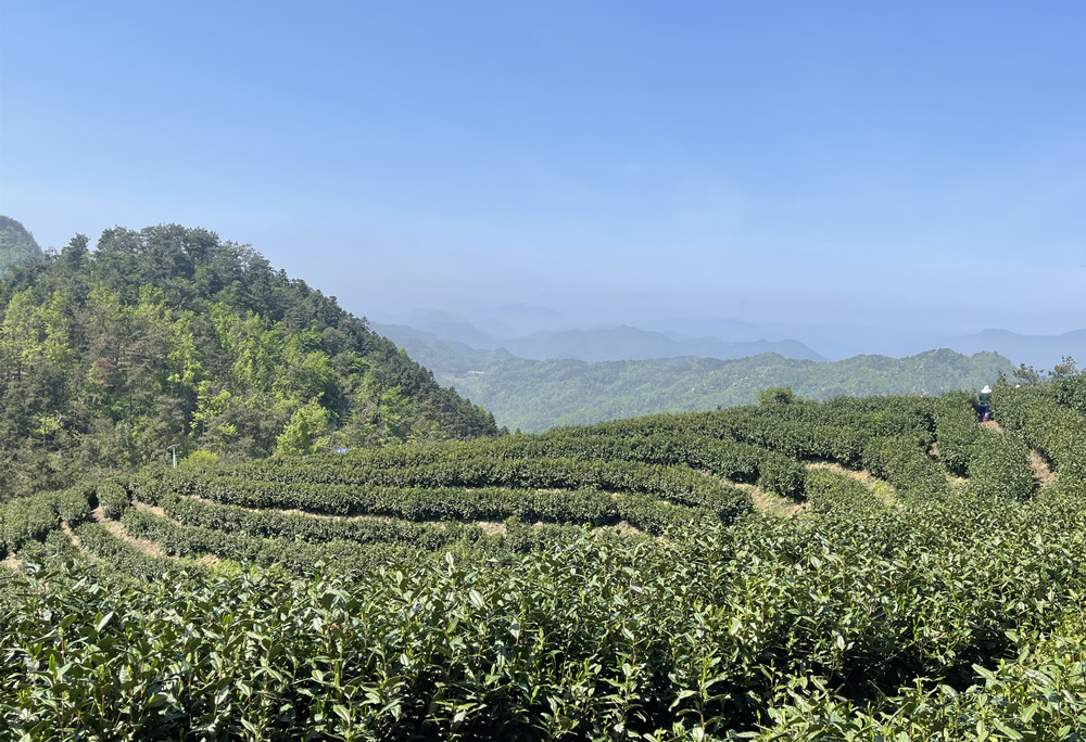 图5.资源利用模式：蒋潭村雾聚岭茶园 (2).jpg