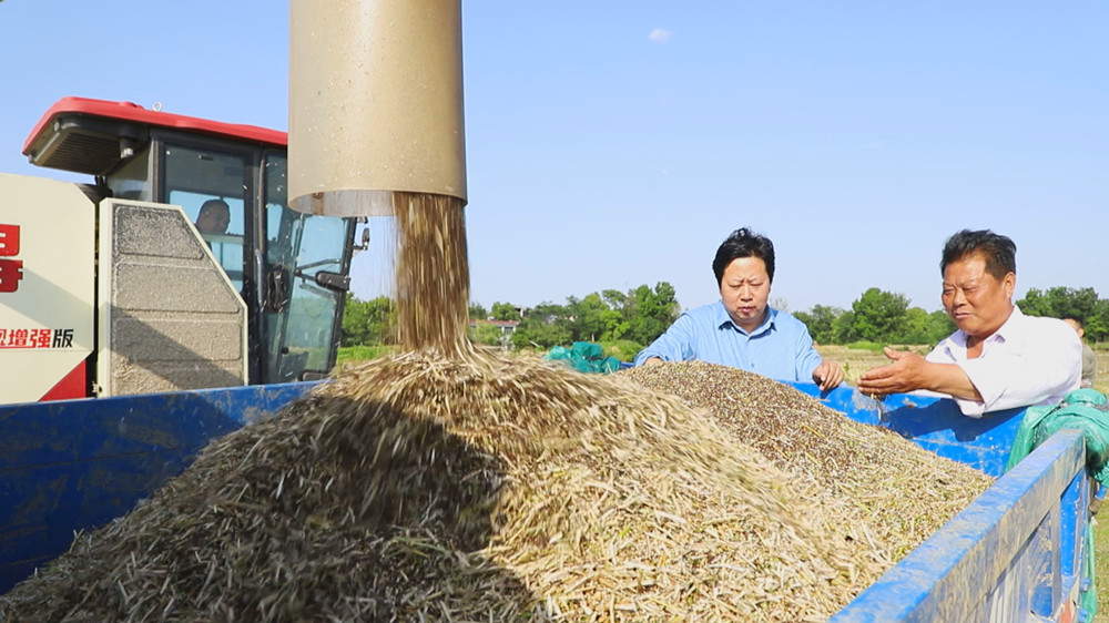图为农技人员正在田间指导种植大户开展油菜机收1。.jpg