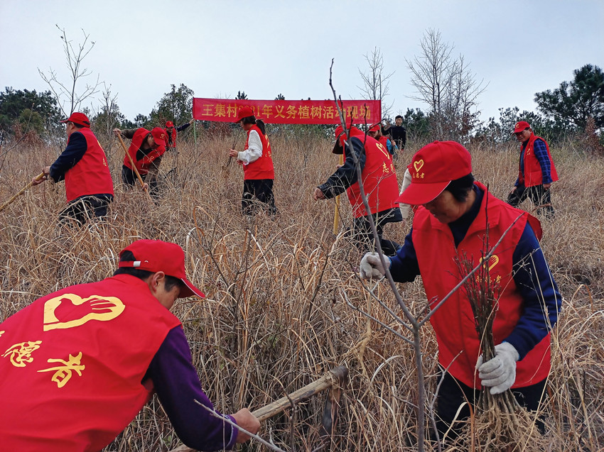 图为王集村植树现场.jpg