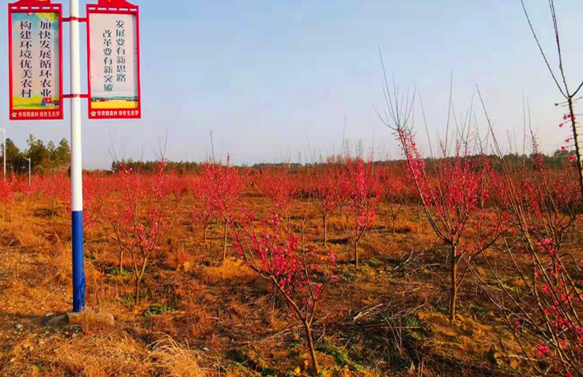 图为双福农场红梅图.jpg