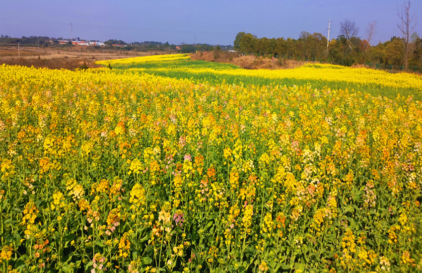 图为双福农场彩色油菜花田.jpg