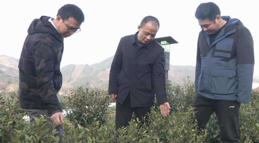 与黄甲镇村干部交流在石窑村白茶基地.jpg