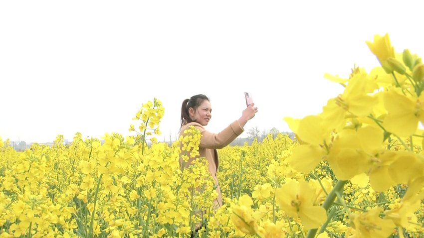 油菜花 (3).png