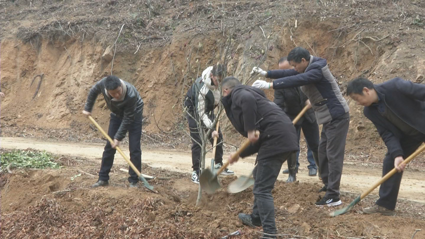 黄甲植树 (1).jpg