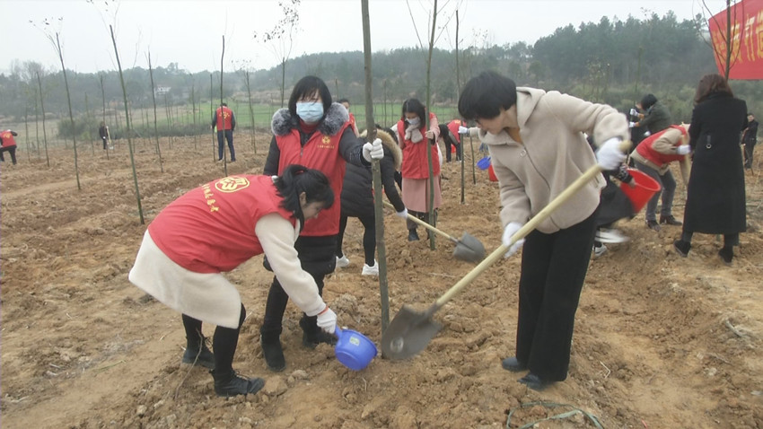 范岗植树 (1).jpg