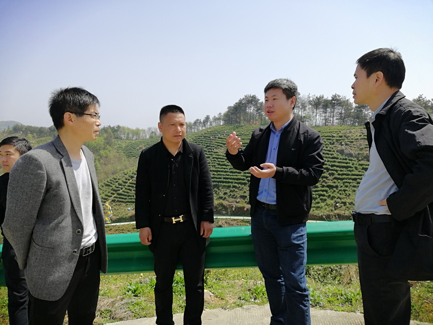 专家到茶基地调研指导1.jpg