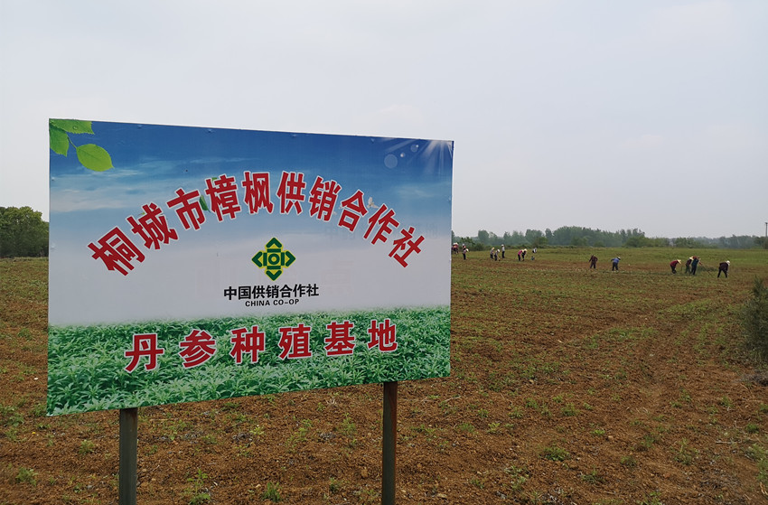 图为群众在樟枫村丹参种植基地务工.jpg