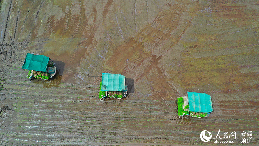 三台插秧机在田里画出一条条直线。人民网 张俊摄