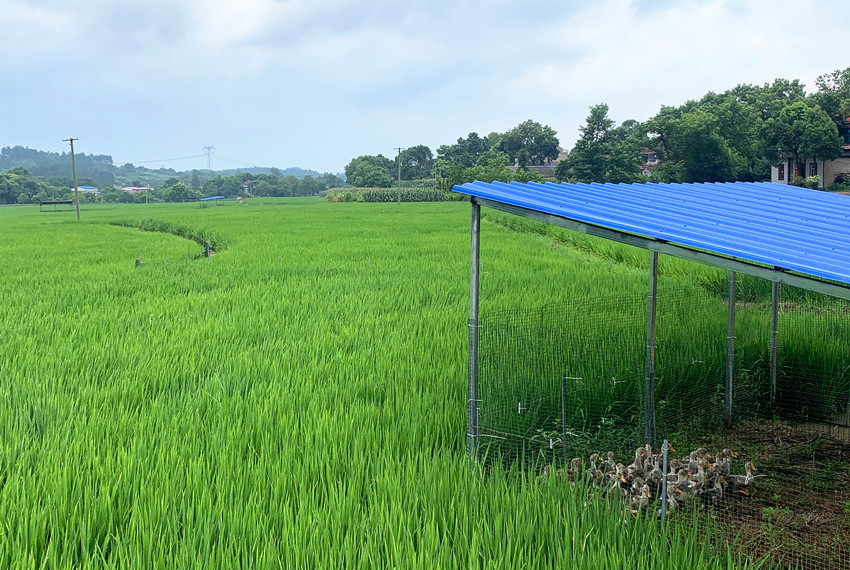 大关镇金山村：稻鸭共养促增收1.jpg