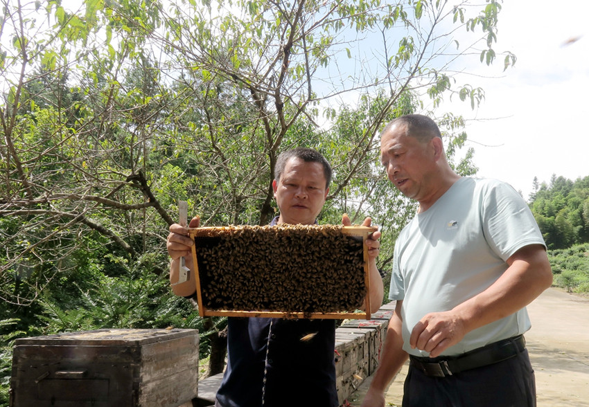 唐湾养蜂达人叶树（左）在指导蜂农.JPG
