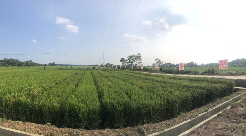 安徽桐城国家现代农业产业技术体系试验基地.jpg