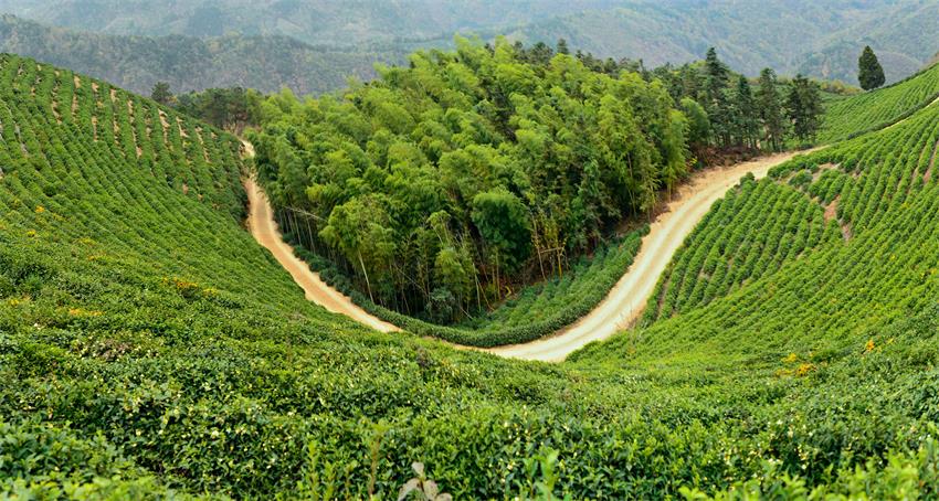 龙眠杨头茶园.jpg