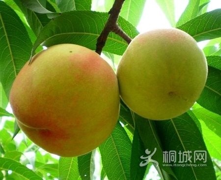 桃